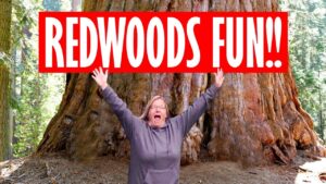 Redwood National Park travel guide by Go Travel on The Cheap